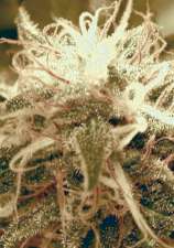 Amazing Auto strain photo