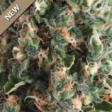 Auto Super OG Kush strain photo