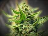 Back To The Future #2 Auto strain photo