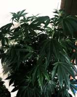 Kerosene Cookies strain photo