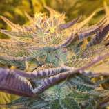 CBD Girl Scout Cookies strain photo