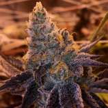 Breathwork #1 strain photo