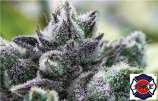 303 Diesel strain photo