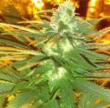 Blue Headwreck strain photo