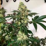 Slap Wagon strain photo