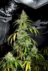 Bubblehead #13 strain photo