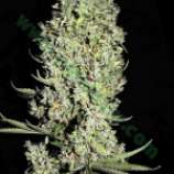 The Unlimited strain photo