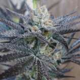 StarBud Sister strain photo