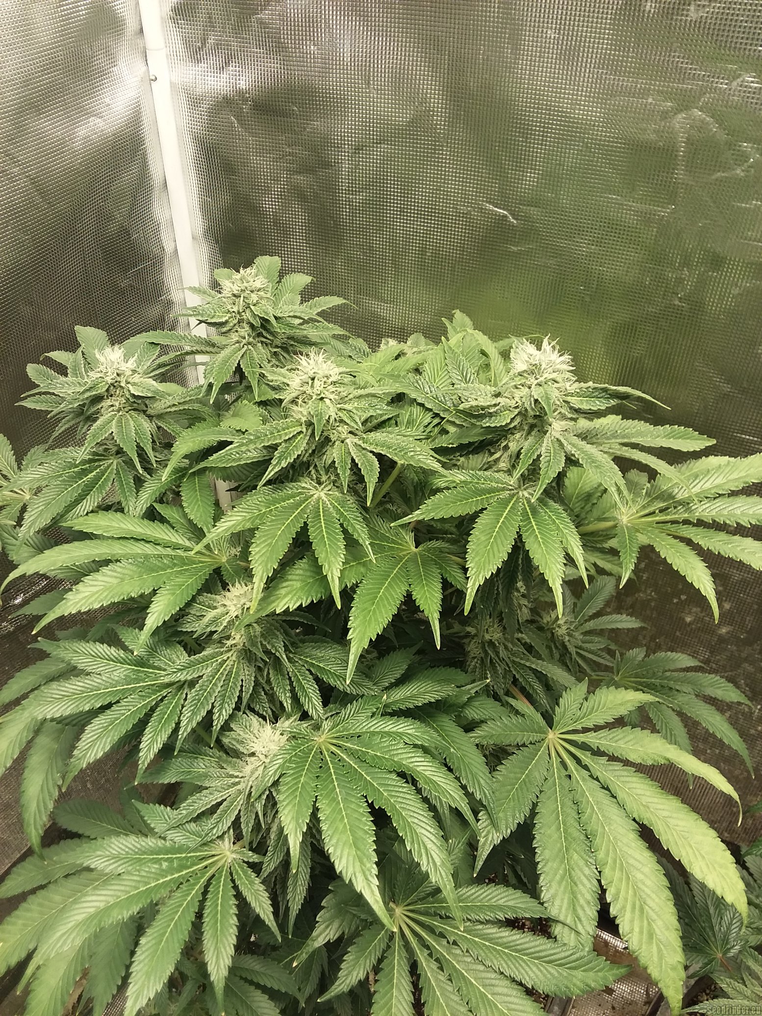 French Cookies strain photo