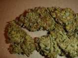 Aiea strain photo