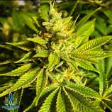 Orange Cream strain photo