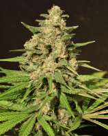 Cream of the Crop Seeds - Hybrid X strain photo