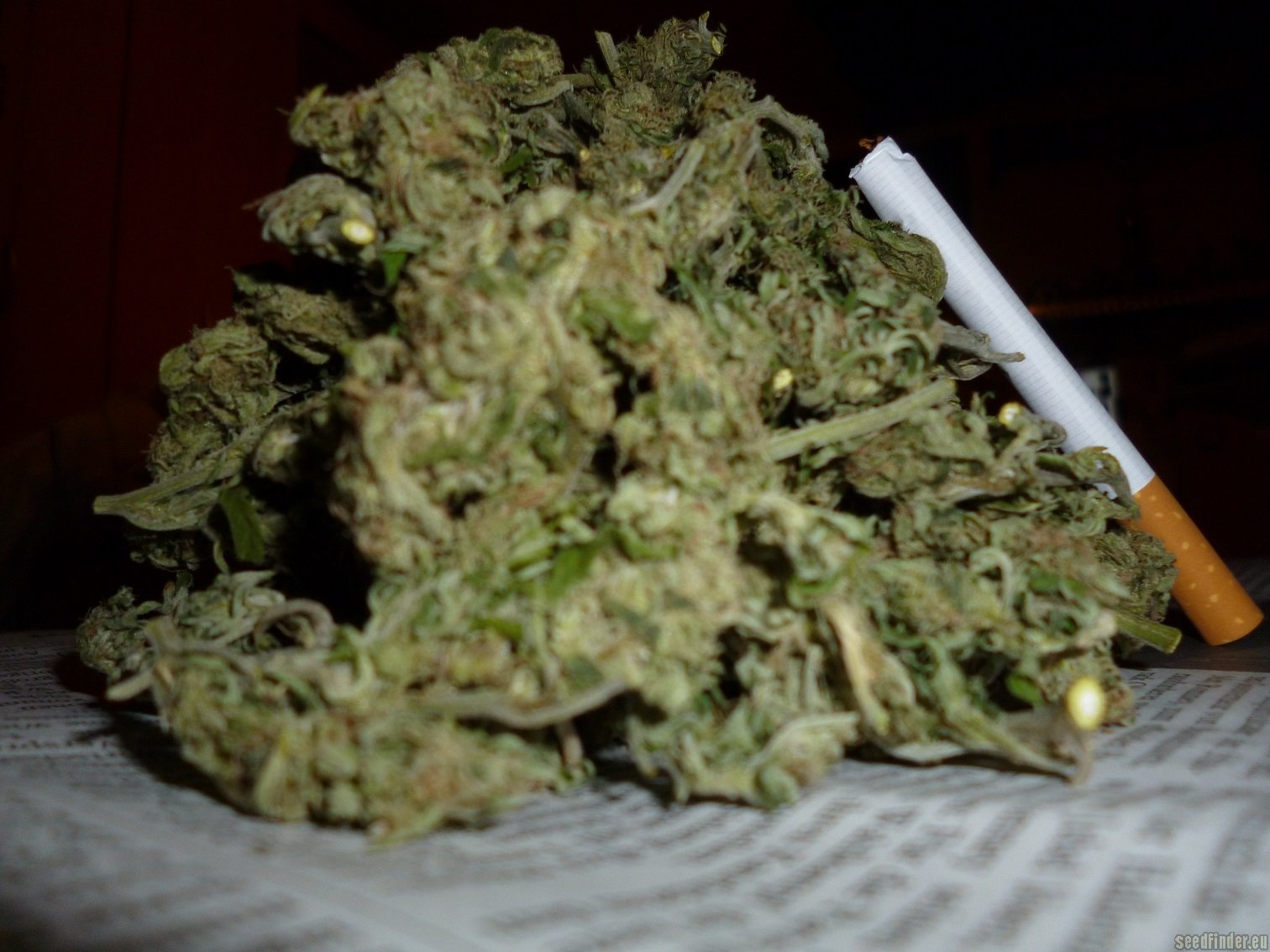 Jack the Ripper F2 strain photo