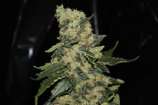 Berry Delight strain photo