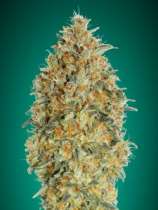Auto Gorilla Blue strain photo