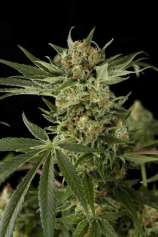 Cloud #9 strain photo