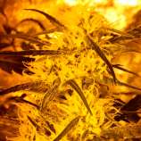 Lion Haze strain photo