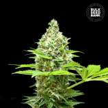 Sherbet Power strain photo