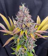 Sour Hawaiian Candy strain photo