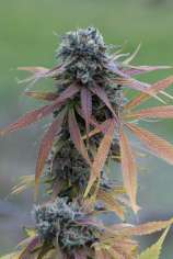 Blue Kush Autoflowering strain photo