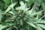 The Devil's Harvest Seed Company - Khufu strain photo