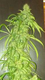 Jack Smack strain photo