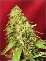 Female Seeds - Easy Bud strain photo