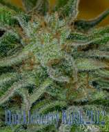 Huckleberry Kush 2012 strain photo