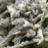 Auto White Widow CBD strain photo