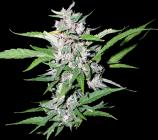 Top Dollar strain photo
