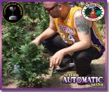 Super Automatic Sativa strain photo