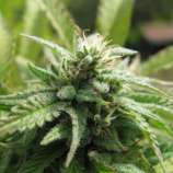 Royal Flush strain photo