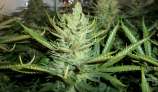 Blues strain photo