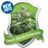 Sweet Skunk Automatic strain photo