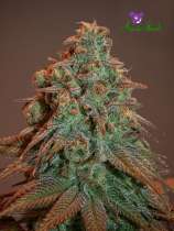 Auto Nova OG strain photo
