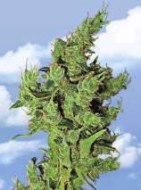 Amsterdam Mist strain photo