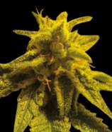 Mazar Kush strain photo