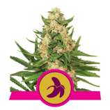 Fat Banana strain photo