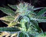 Ghost of LeeRoy strain photo