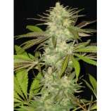 Lavender strain photo