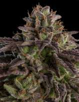 KmintZ strain photo