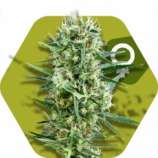 Crazy Cookies strain photo