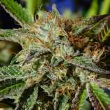 Auto Ghost Cookies strain photo