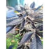 Tranquil Elephantizer strain photo