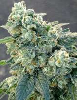 Local Skunk strain photo