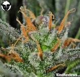 Rare Dankness Seeds - Karma Bitch strain photo
