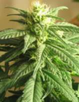 BC Albino Rhino strain photo