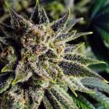 Banana Dream strain photo