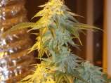 Pauls Crystal Aurora strain photo