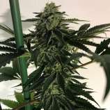 Blue OG Sherbet strain photo
